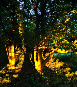 Autumn site visit